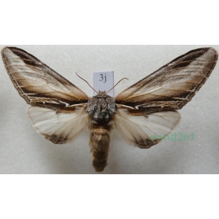 Pheosia tremula (Clerck, 1759) female Garbatka osinówka Czech3j